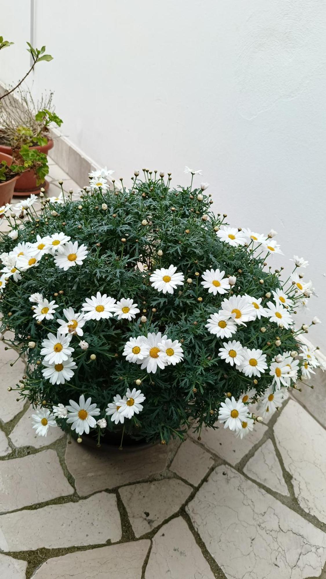 Zollino Kiporooms מראה חיצוני תמונה